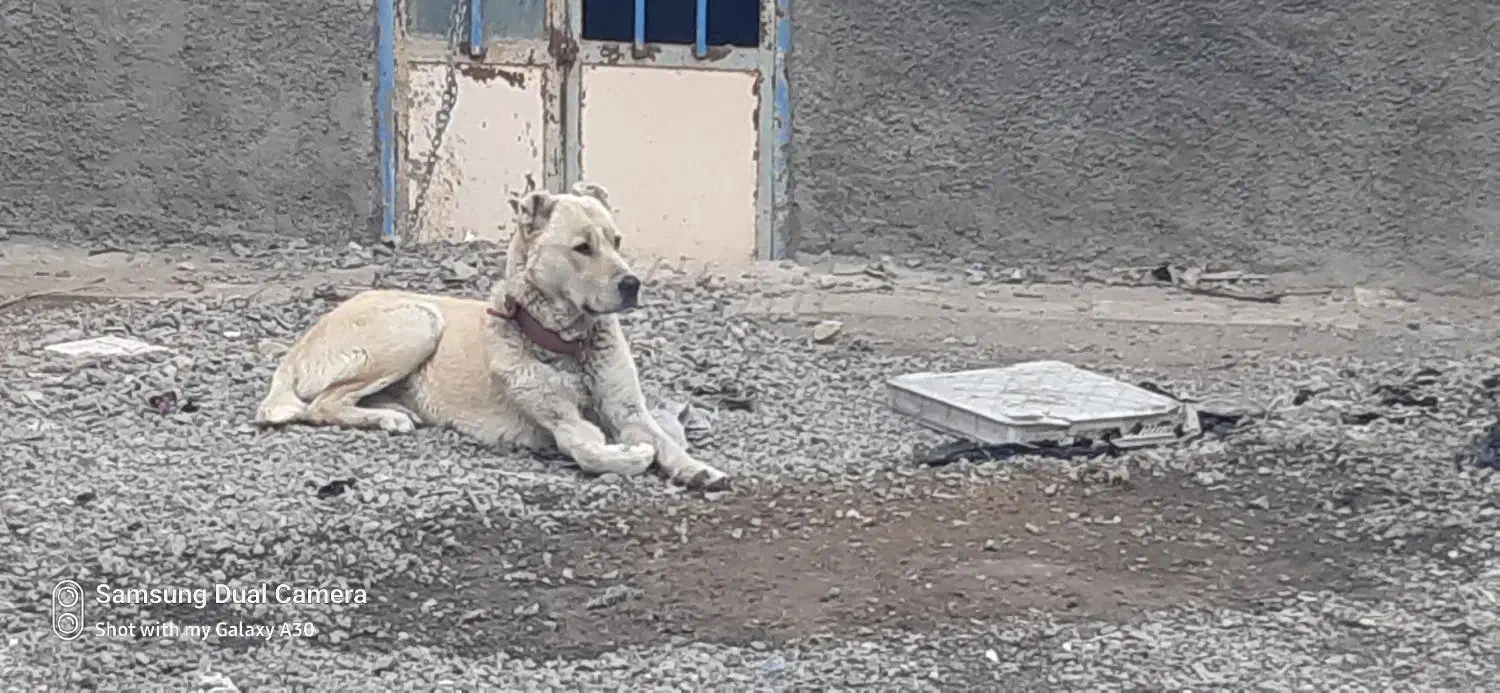 سگ خراسانی|سگ|دلیجان, |دیوار