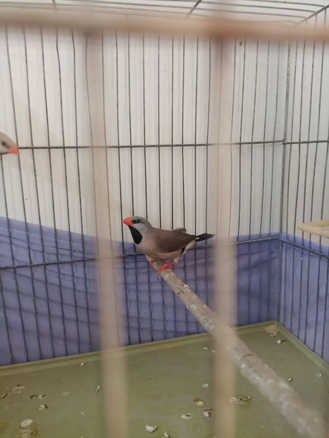 فنچ کرواتی|پرنده|تهران, شکیبا|دیوار