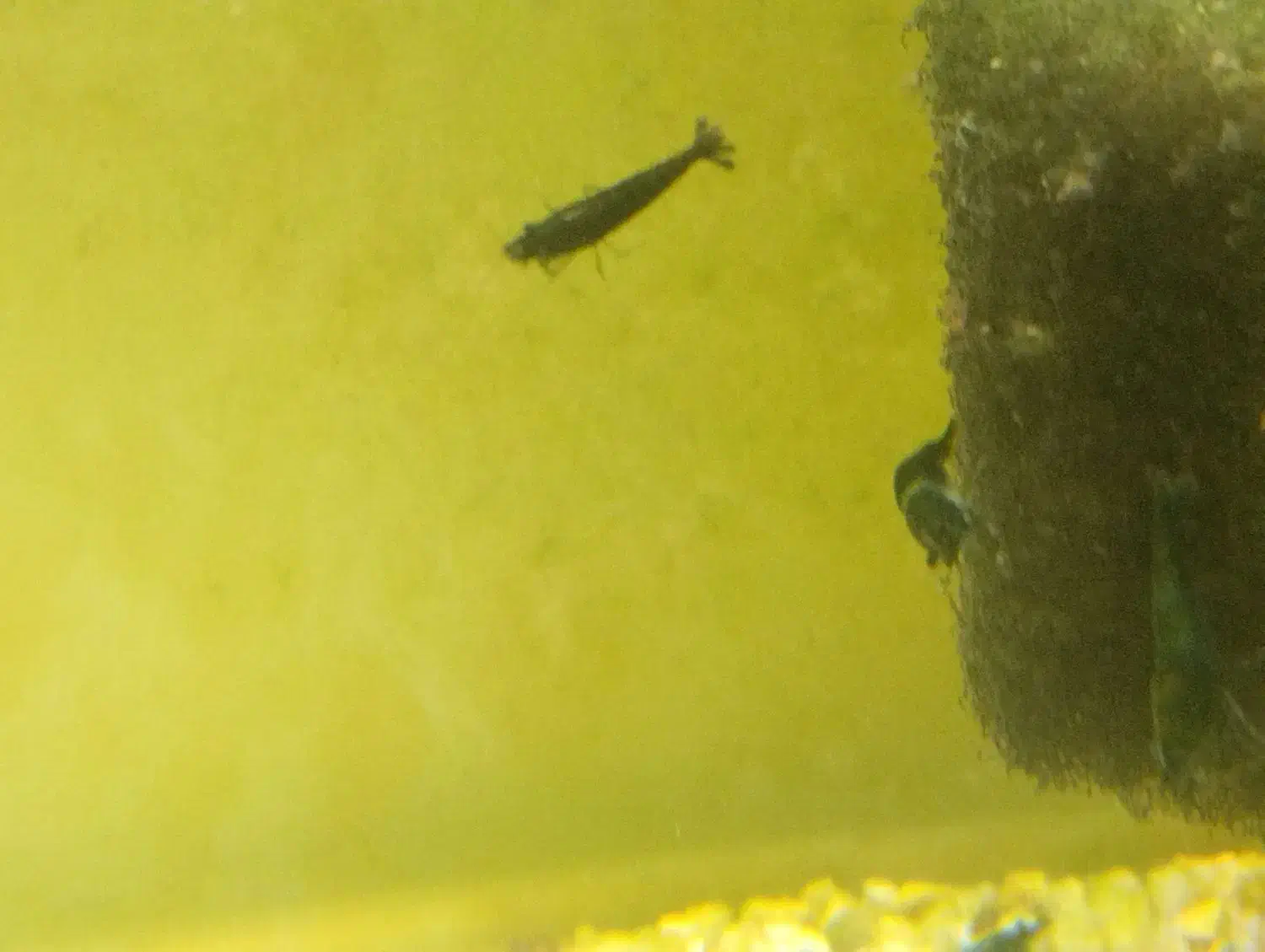 میگو شریمپ بلک آکواریوم ماهی|ماهی|سبزوار, چهارراه فرودگاه|دیوار