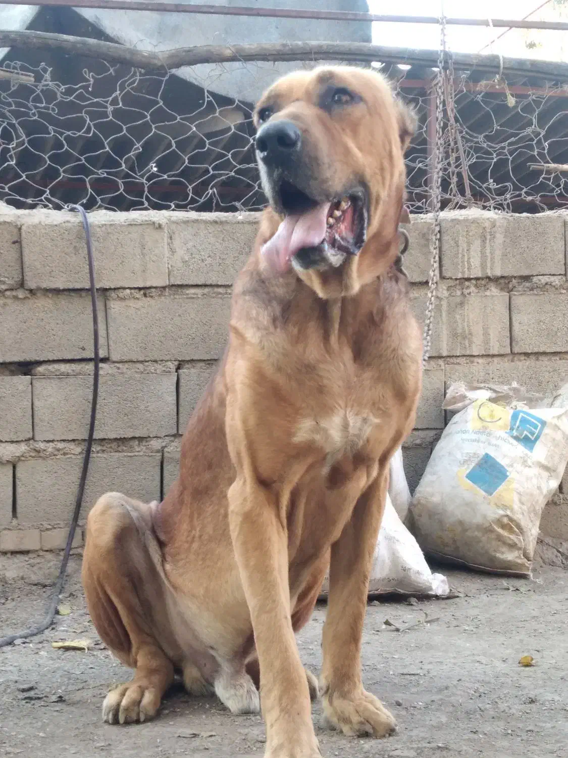 سگ گم شده.|سگ|گنبد کاووس, |دیوار