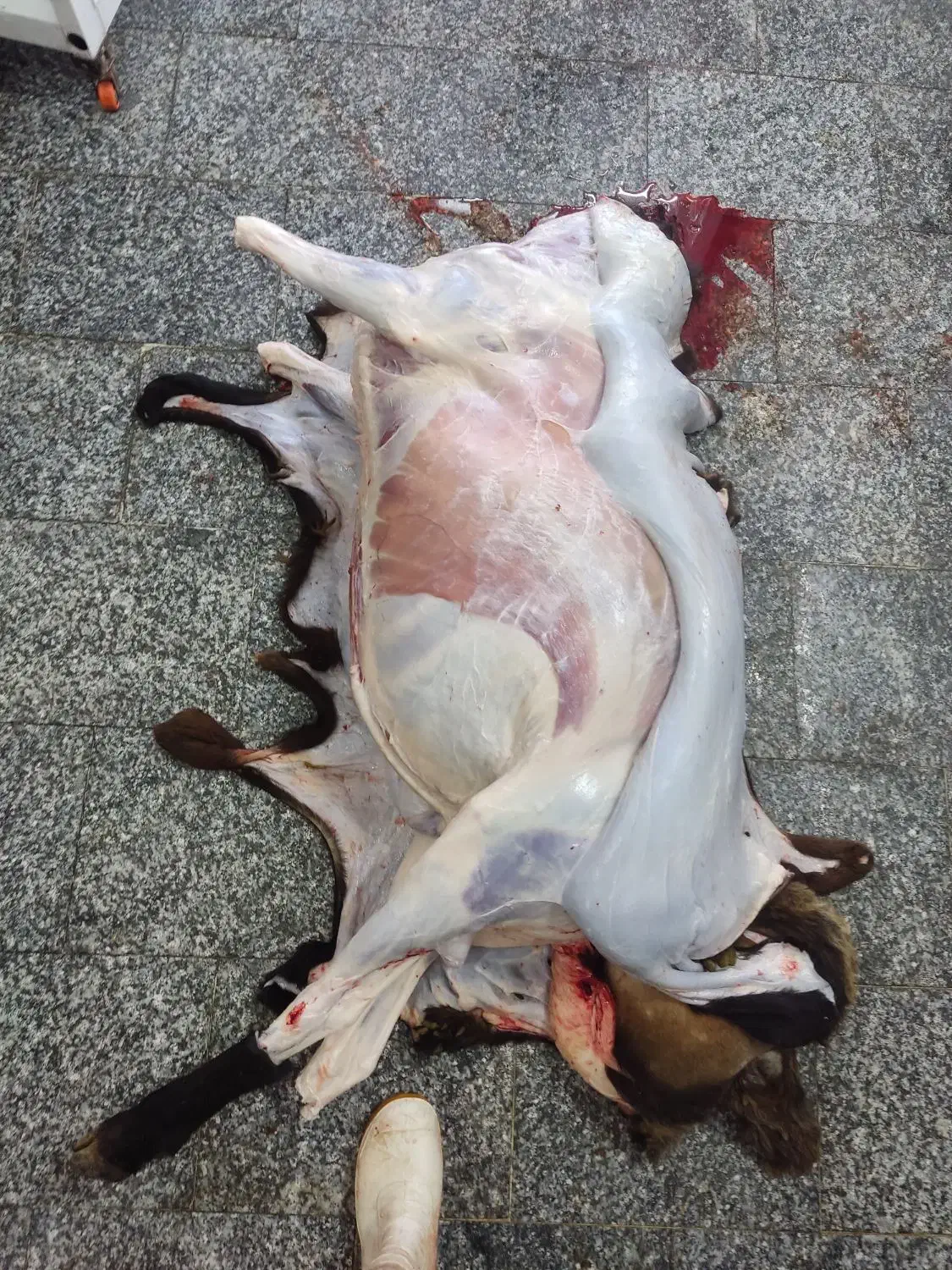 قصاب و سلاخ|خدمات پذیرایی، مراسم|بروجرد, |دیوار