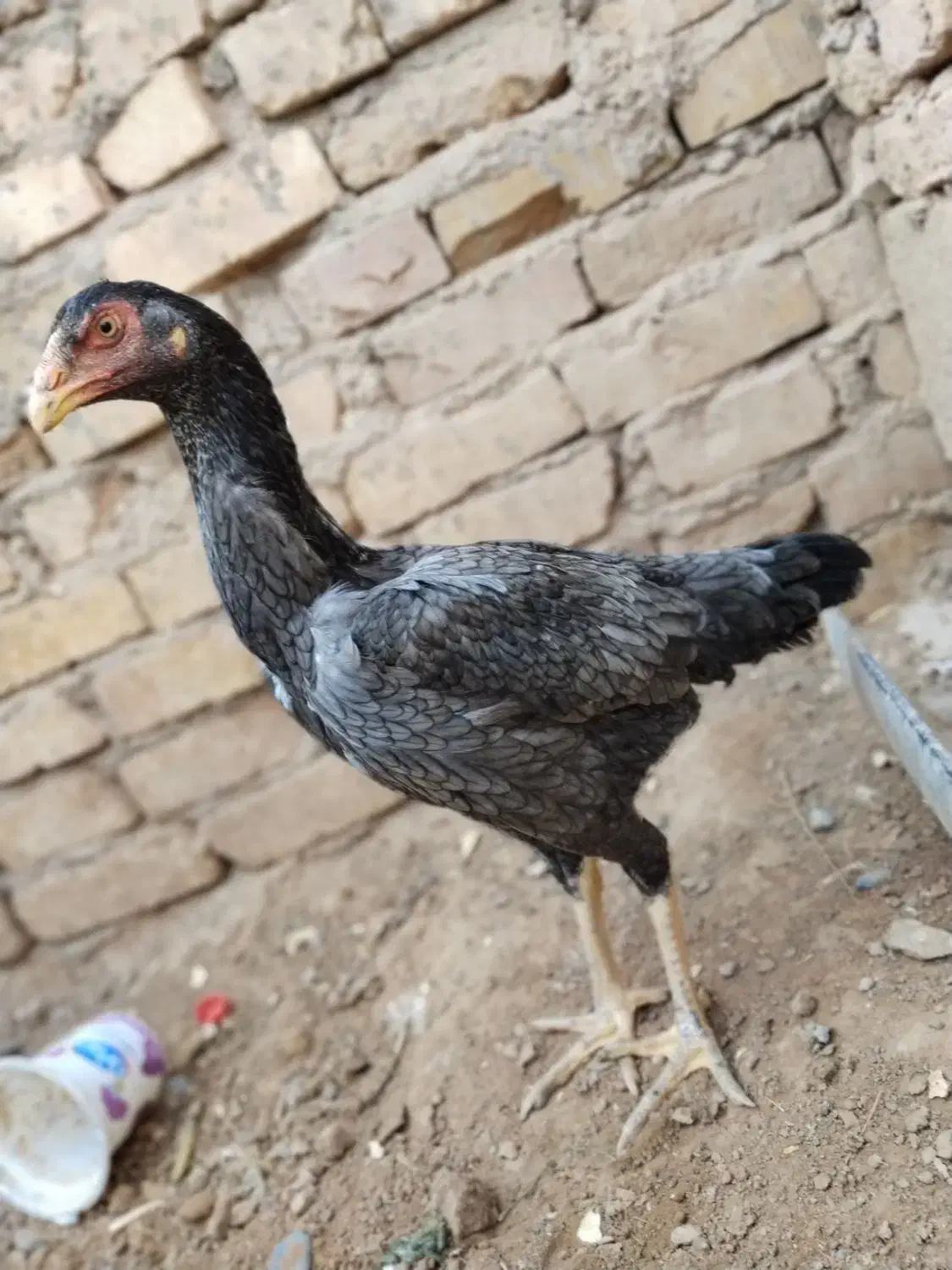 مرغ لاری|حیوانات مزرعه|تربت جام, جامرود|دیوار