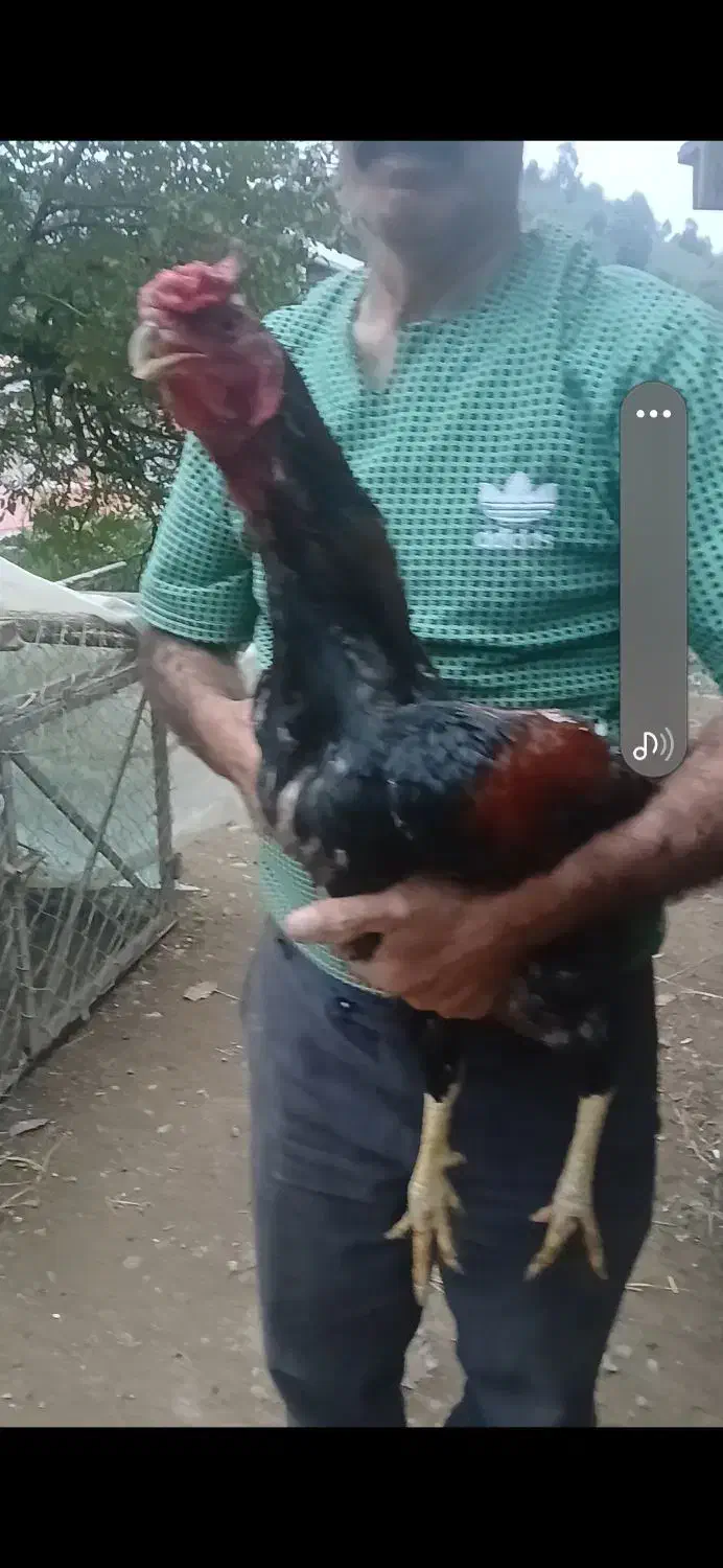 لاری معاوضه با سگ|حیوانات مزرعه|اسالم, |دیوار