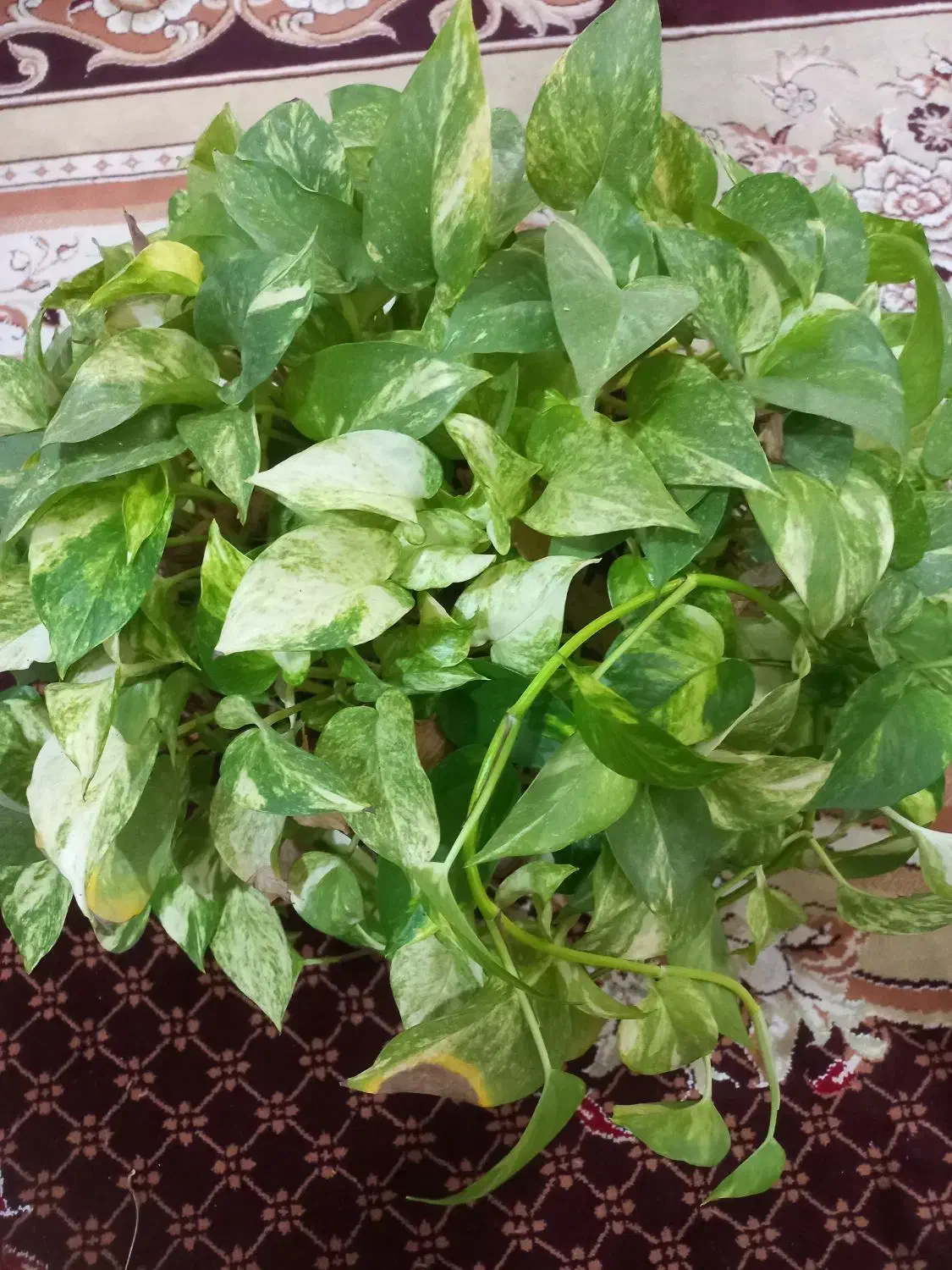 گل وگیاه|گل و گیاه طبیعی|ملایر, |دیوار