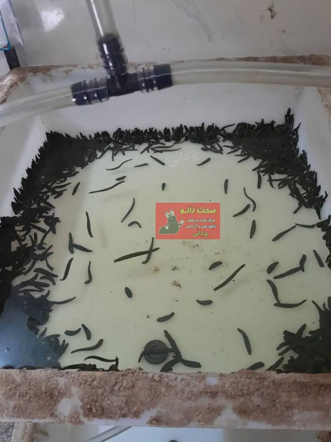 زالو طبی و آرایشی|خزنده|تهران, بهمن یار|دیوار