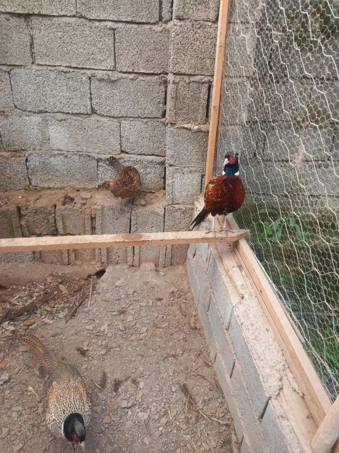 مرغ خروس آمریکای|حیوانات مزرعه|لاهیجان, لیل|دیوار