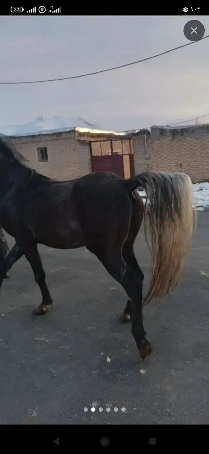 اسب|اسب و تجهیزات اسب‌سواری|دهگلان, |دیوار