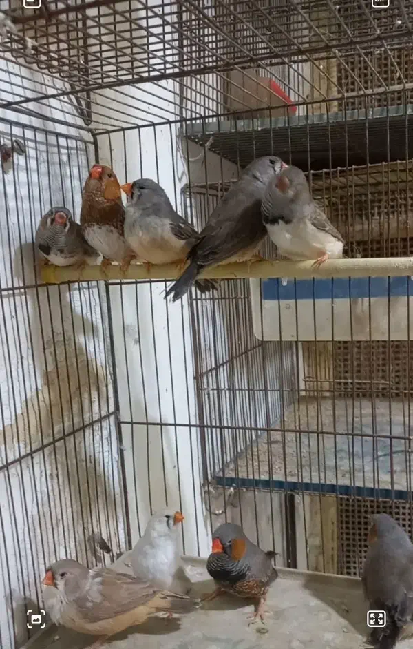 فنج|پرنده|بندرعباس, |دیوار