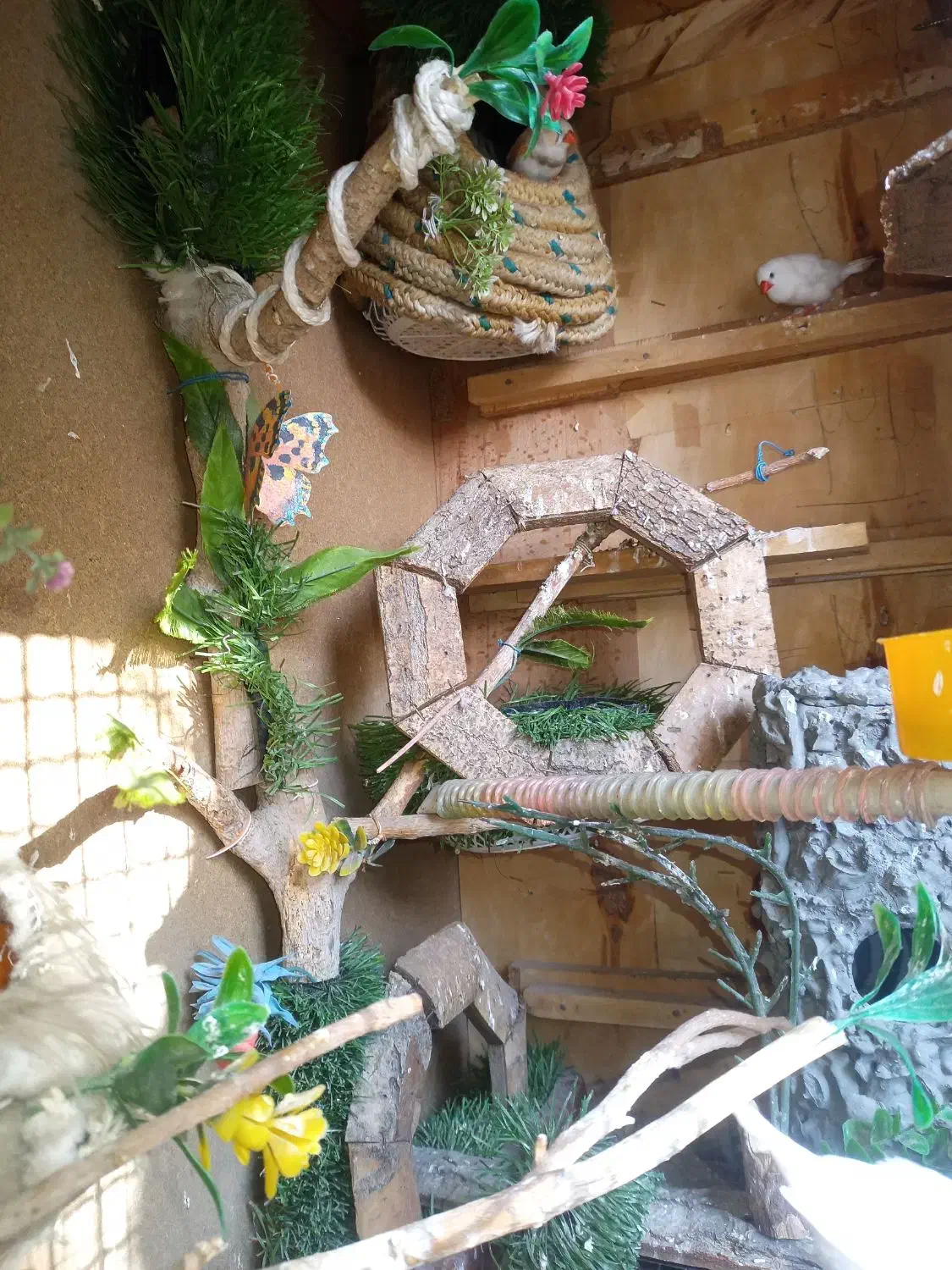 فنچ|پرنده|زاهدان, |دیوار