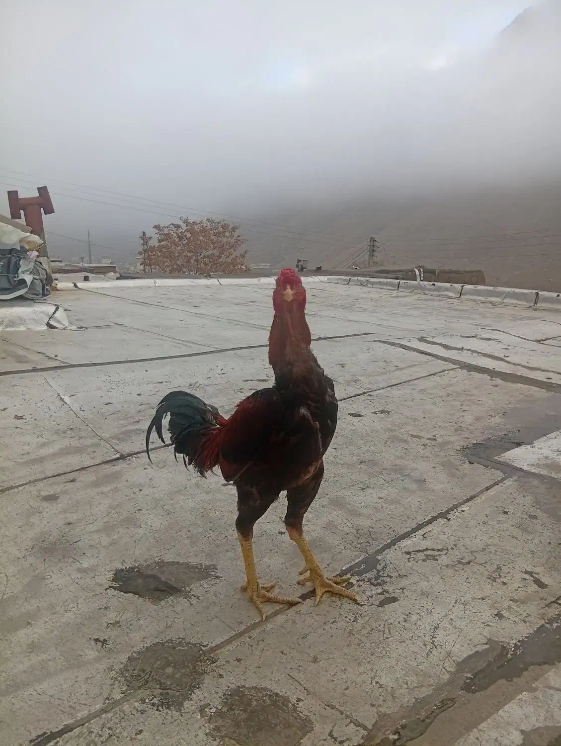 خروس لاری|حیوانات مزرعه|ماکو, |دیوار