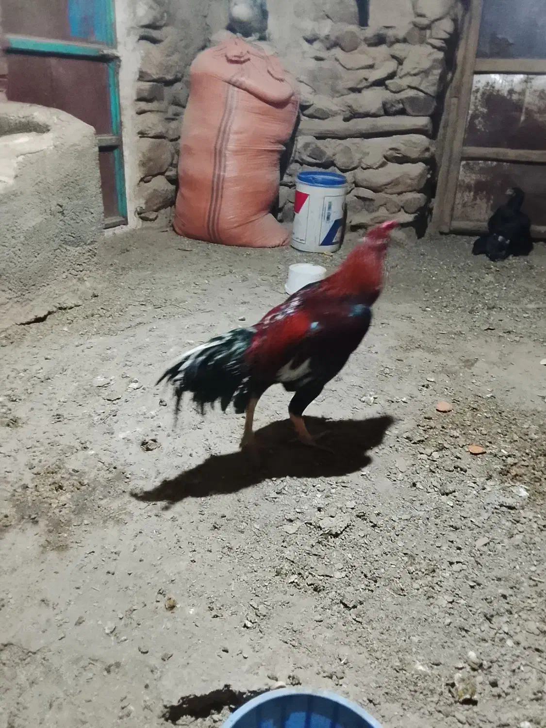 خروس|حیوانات مزرعه|سروآباد, |دیوار