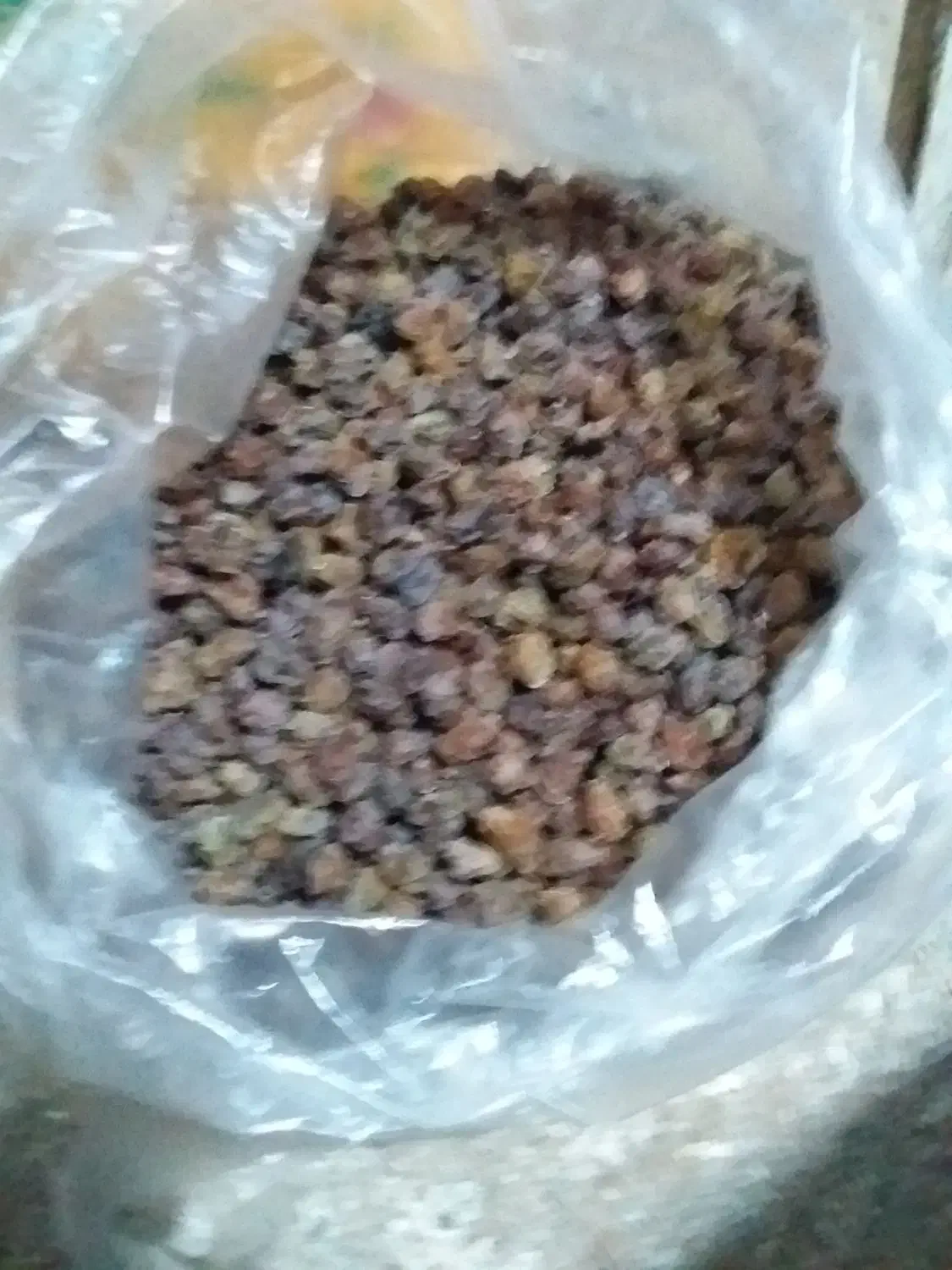 گیاه دارویی بیمادرون کاکوتو گل پرفروشی دارم|خوردنی و آشامیدنی|تربت جام, جلگه موسی آباد|دیوار