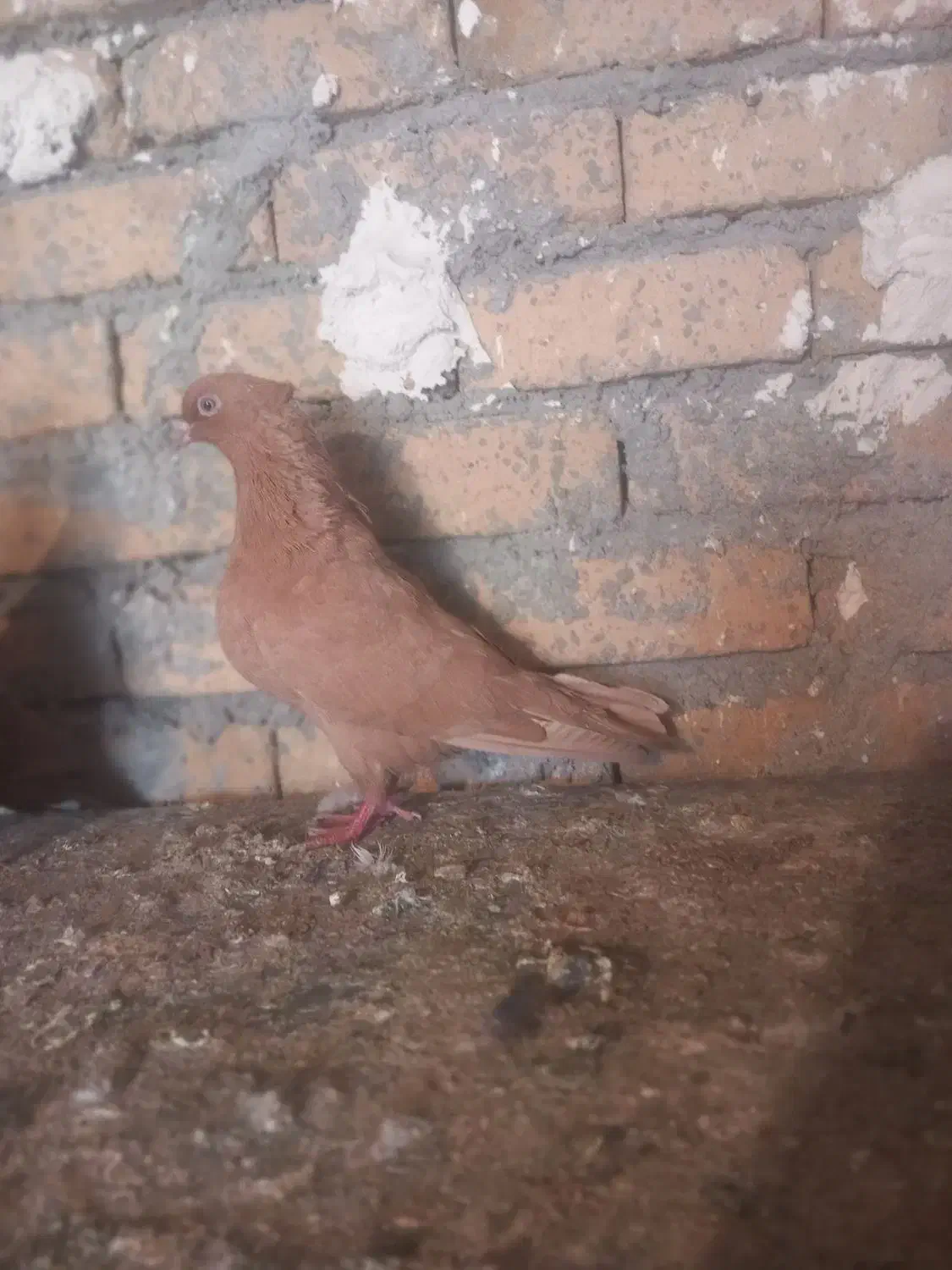 کبوتر زرد با دمی|پرنده|بروجرد, |دیوار