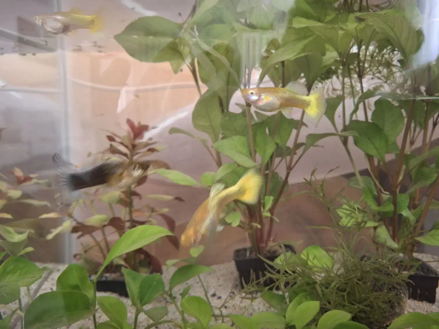 ماهی گوپی مولد ۲ بند|ماهی|تهران, امام زاده عبدالله|دیوار