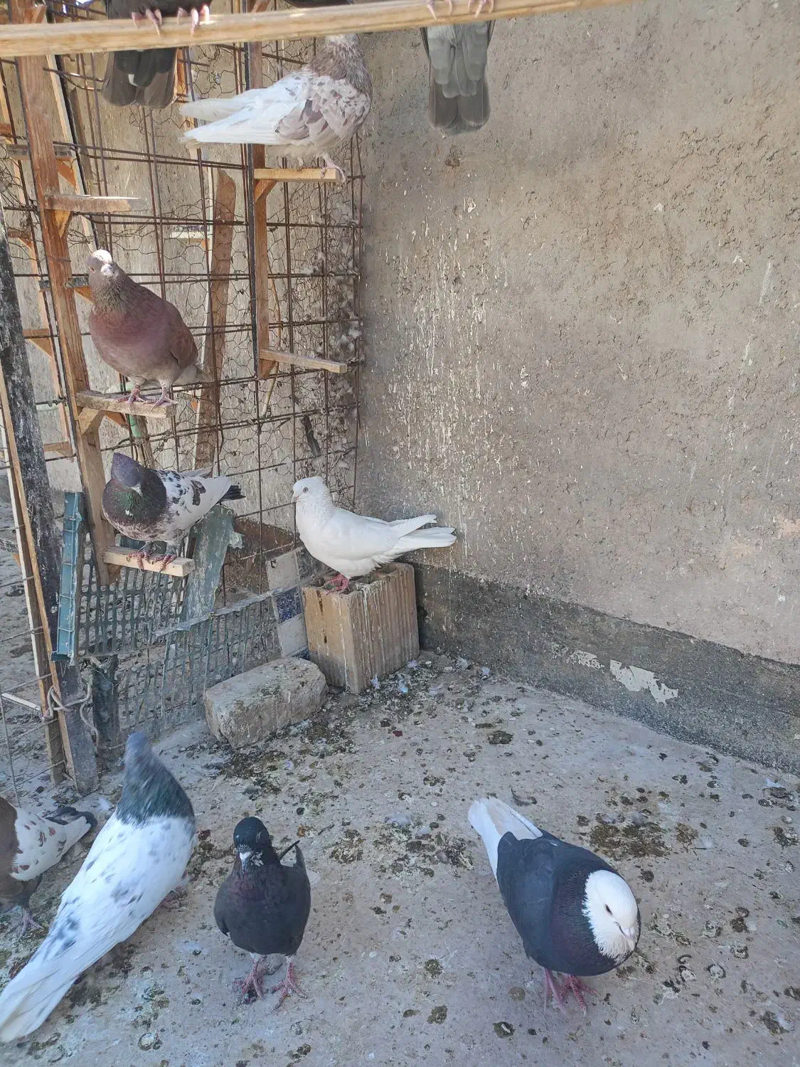 23تا کفتر|پرنده|بم, |دیوار