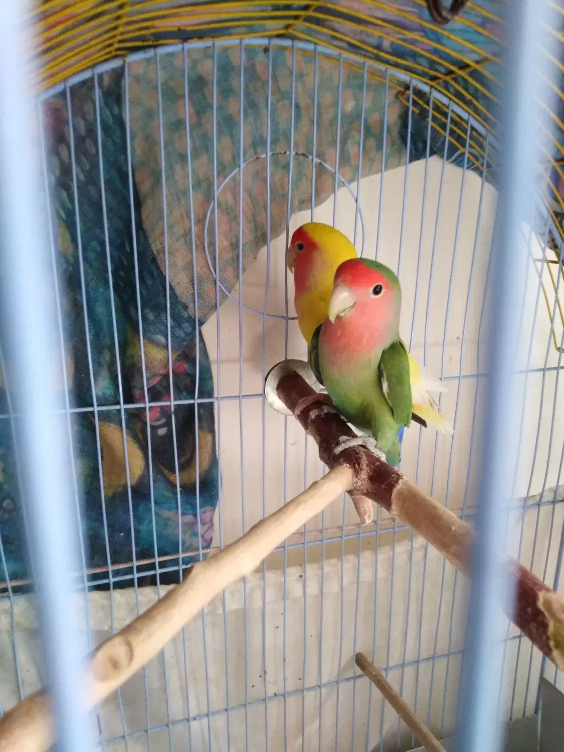 کوتوله یک جفت هلندی تازه دون خور|پرنده|تهران, شهرک امید|دیوار