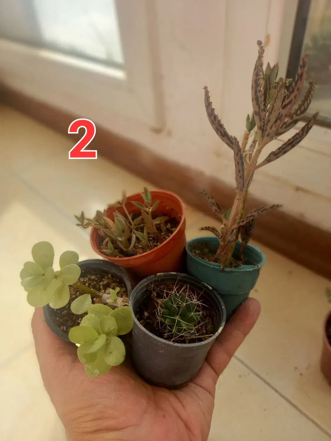 ۱۰ گلدان کاکتوس و گل|گل و گیاه طبیعی|یزد, |دیوار