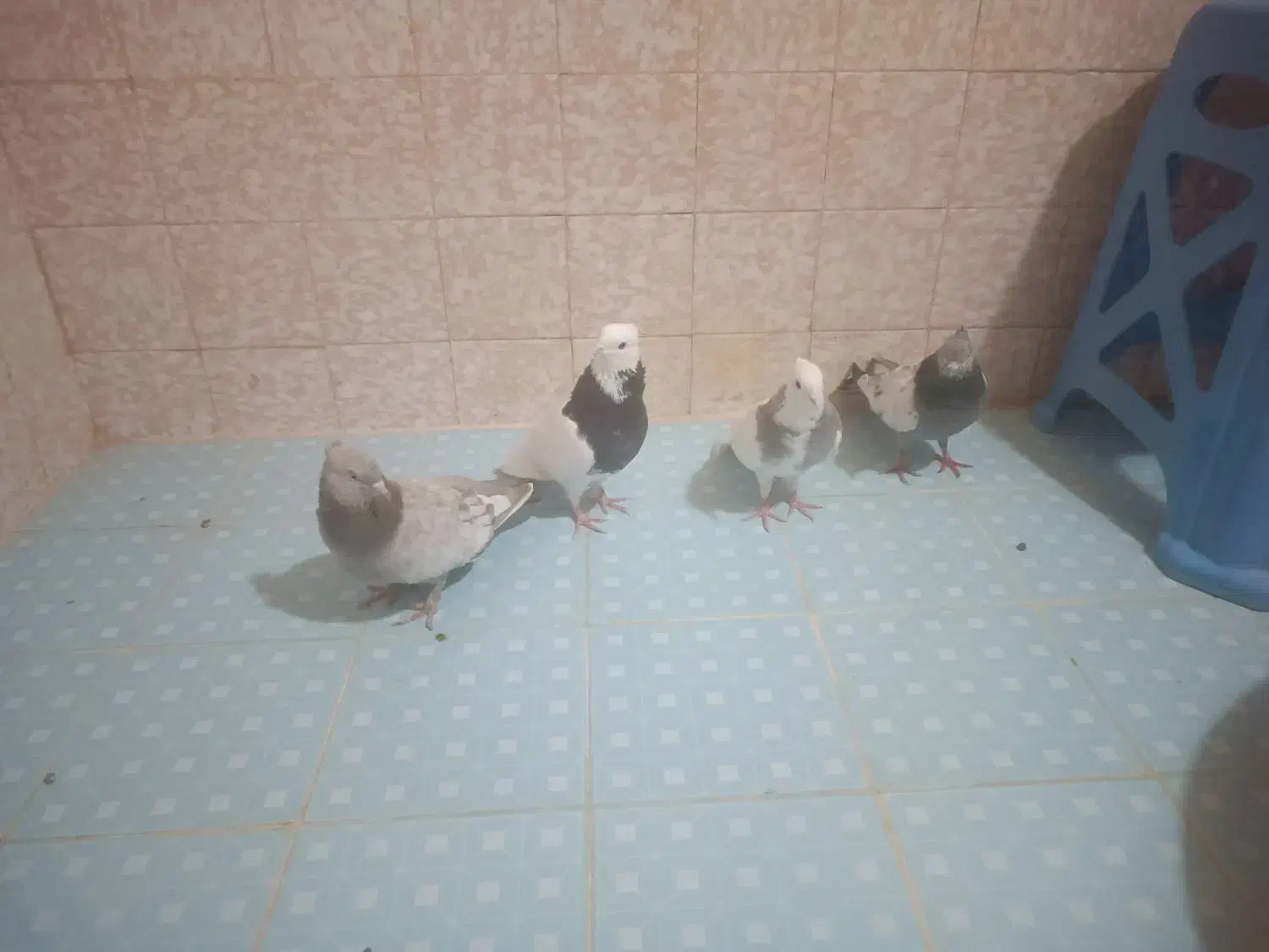 کبوتر ماده|پرنده|شیراز, آبیاری|دیوار