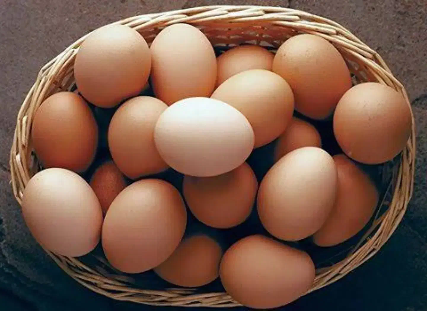 مرغداری تخمگذار محلی گلپایگانی|حیوانات مزرعه|پاوه, |دیوار
