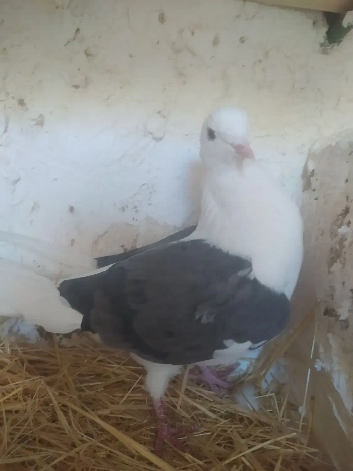 کبوتر سالم شوسی|پرنده|بیرانوند, |دیوار