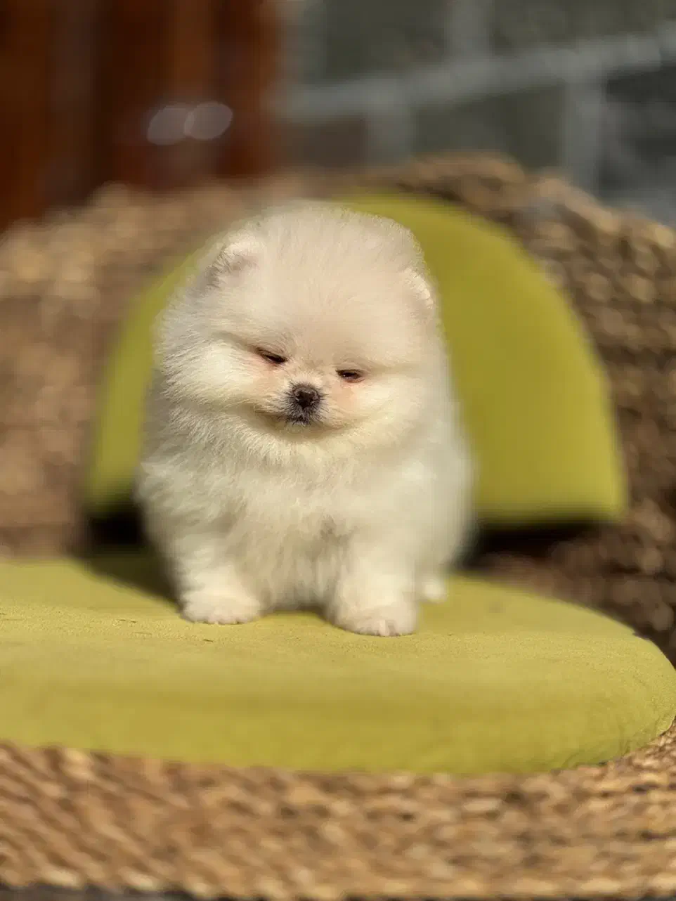 پامر پامرانین خرسی|سگ|تهران, شهرک غزالی|دیوار