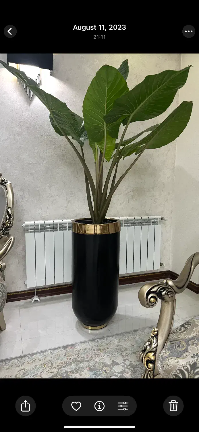 گلدان|گل و گیاه طبیعی|تهران, خزانه|دیوار