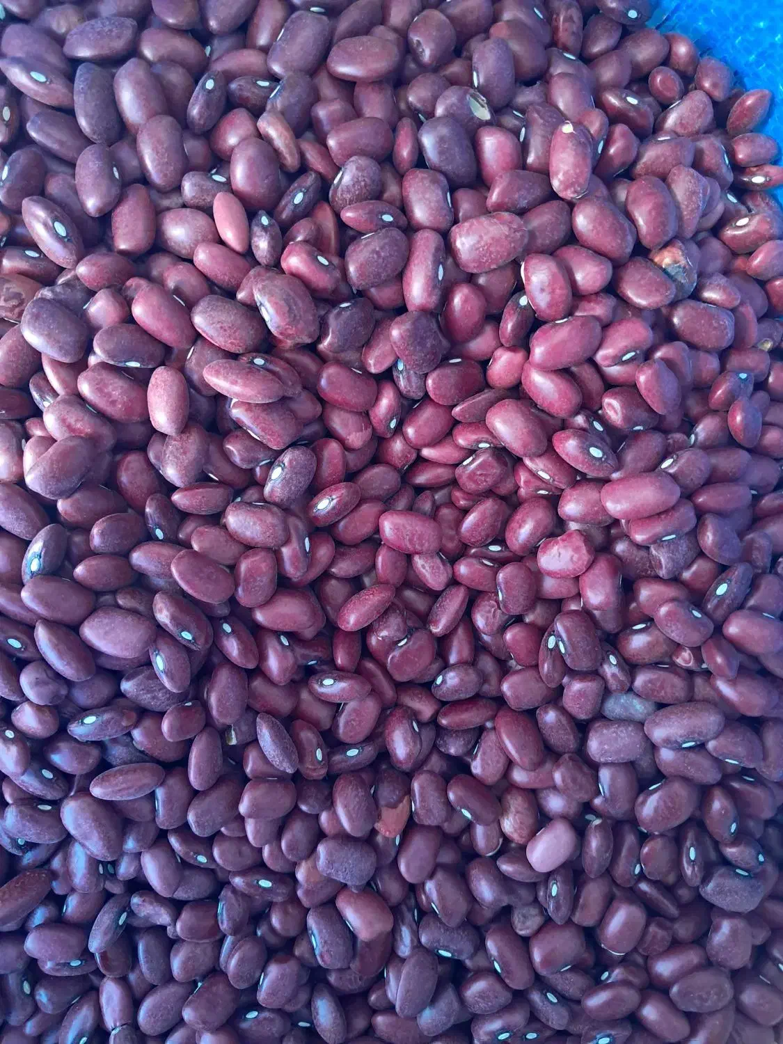 حبوبات ایرانی درجه ۱ نرخ عمده ارزان|خوردنی و آشامیدنی|کوهدشت, |دیوار