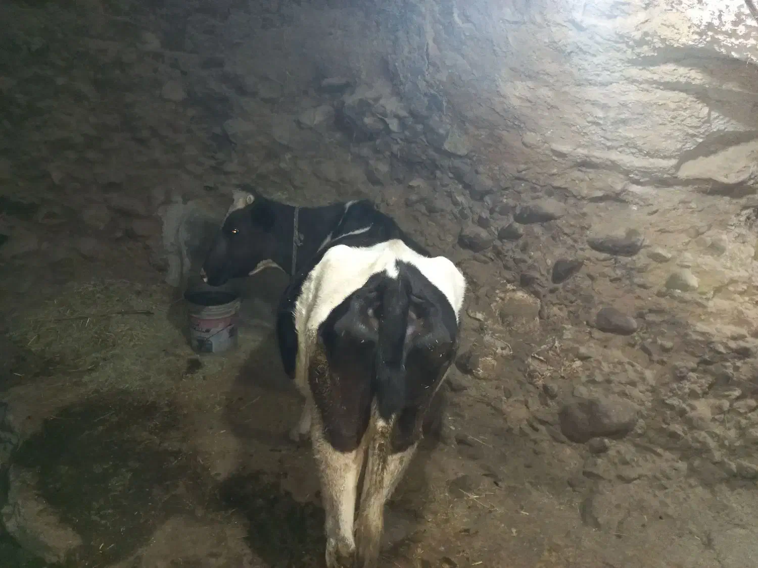 گاو دو رگه آبستن|حیوانات مزرعه|سارال, |دیوار