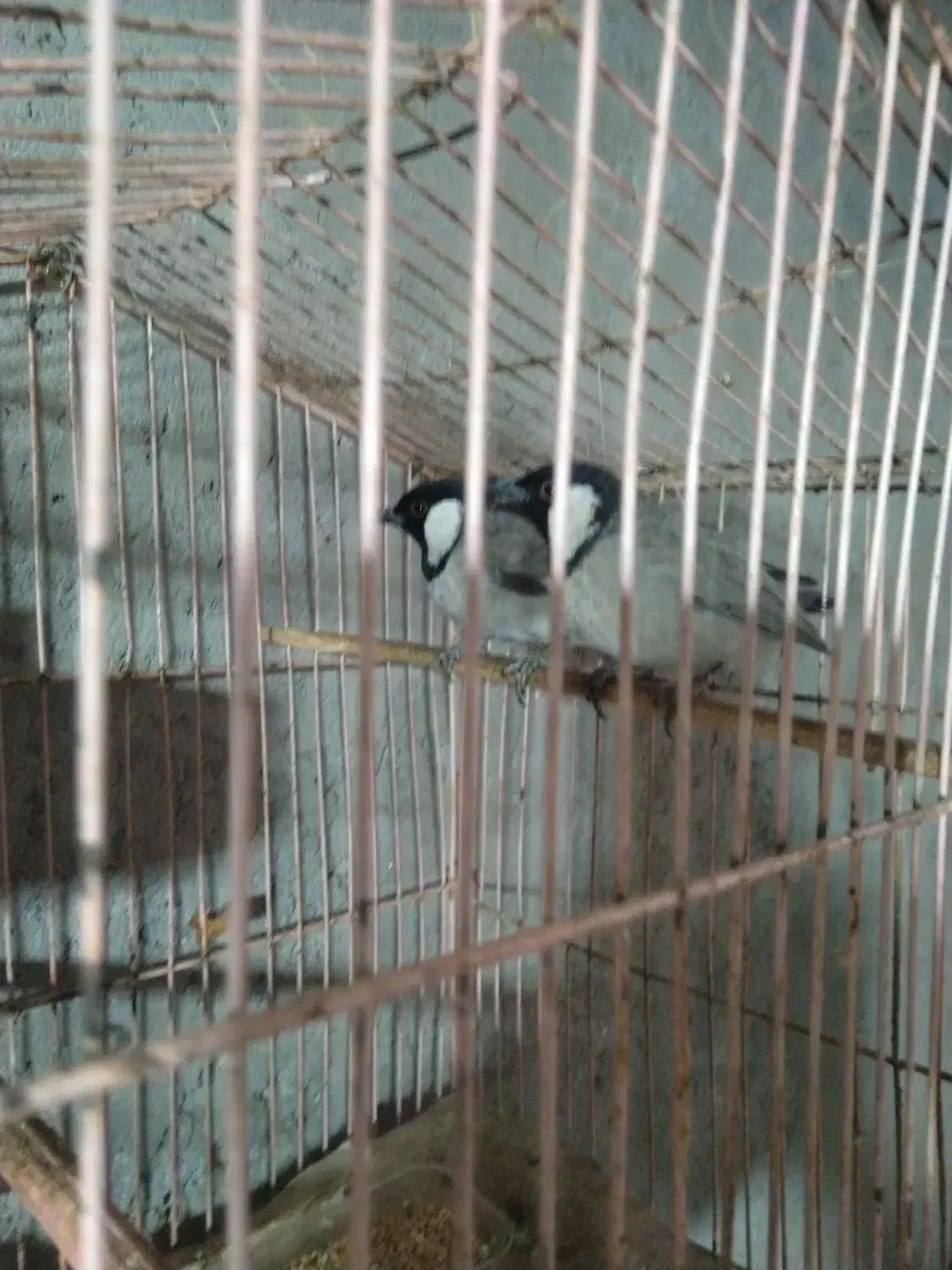 سهره قناری|پرنده|خاش, |دیوار