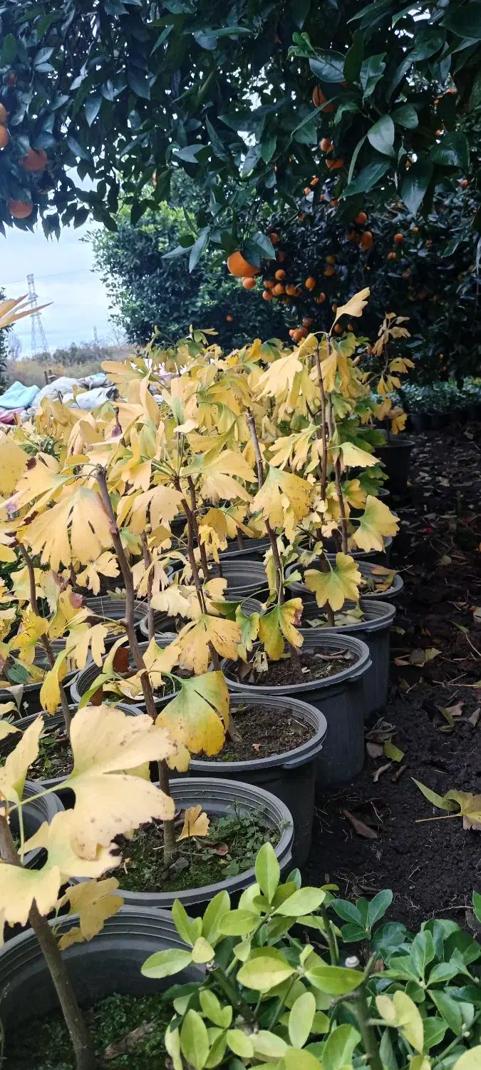 فروش ژینگو|عمدهفروشی|کلاچای, |دیوار