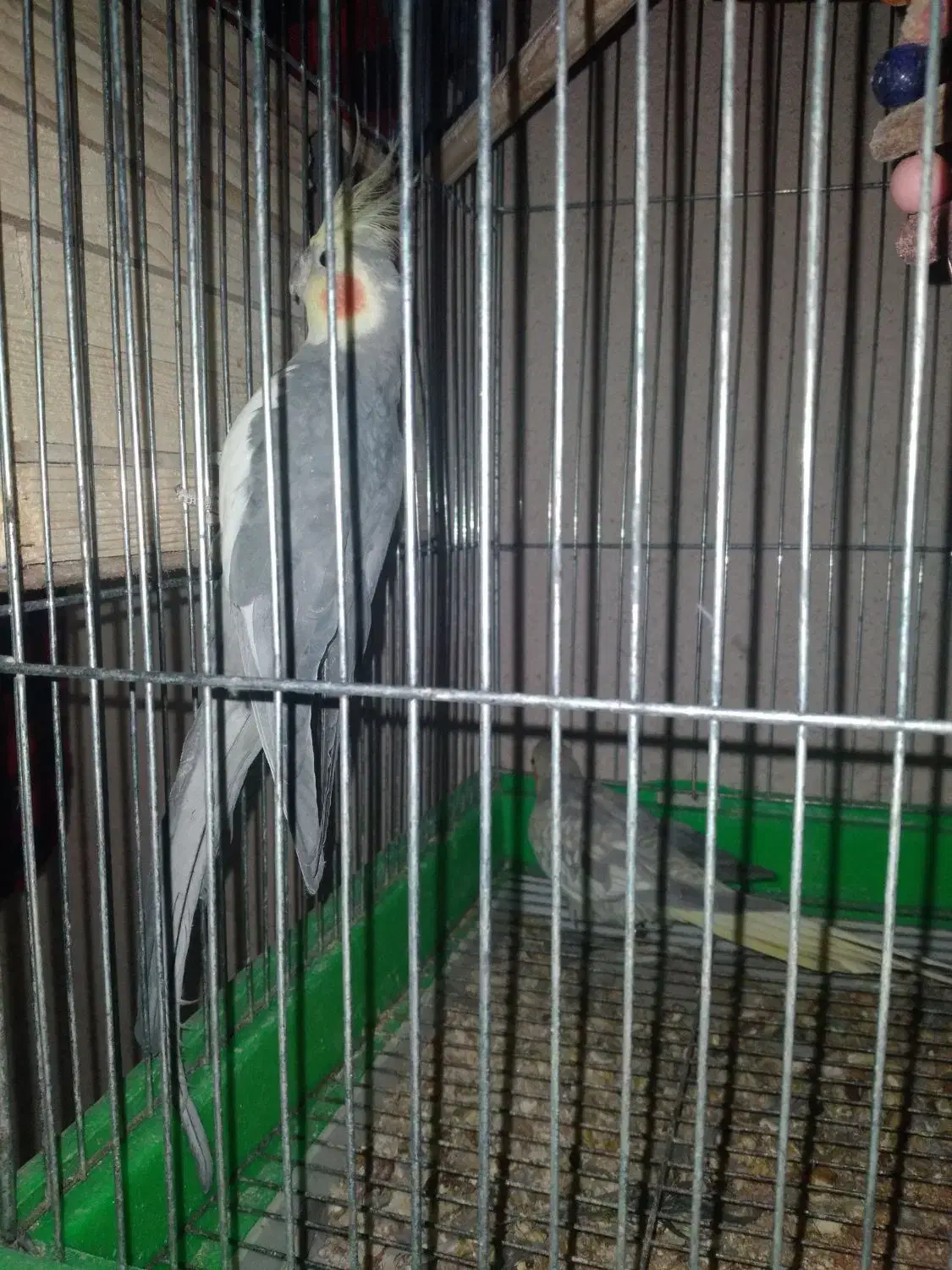 عروس هلندی نروماده تخم گذار|پرنده|پاکدشت, پاکدشت (مامازند)|دیوار