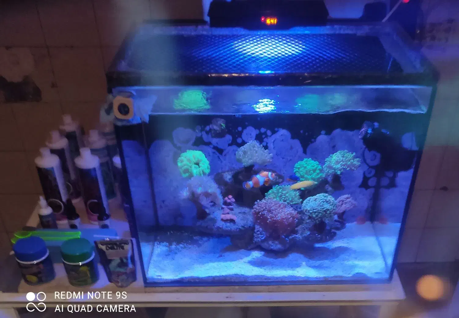 آکواریوم آب شور کامل|ماهی|ری, دیلمان|دیوار