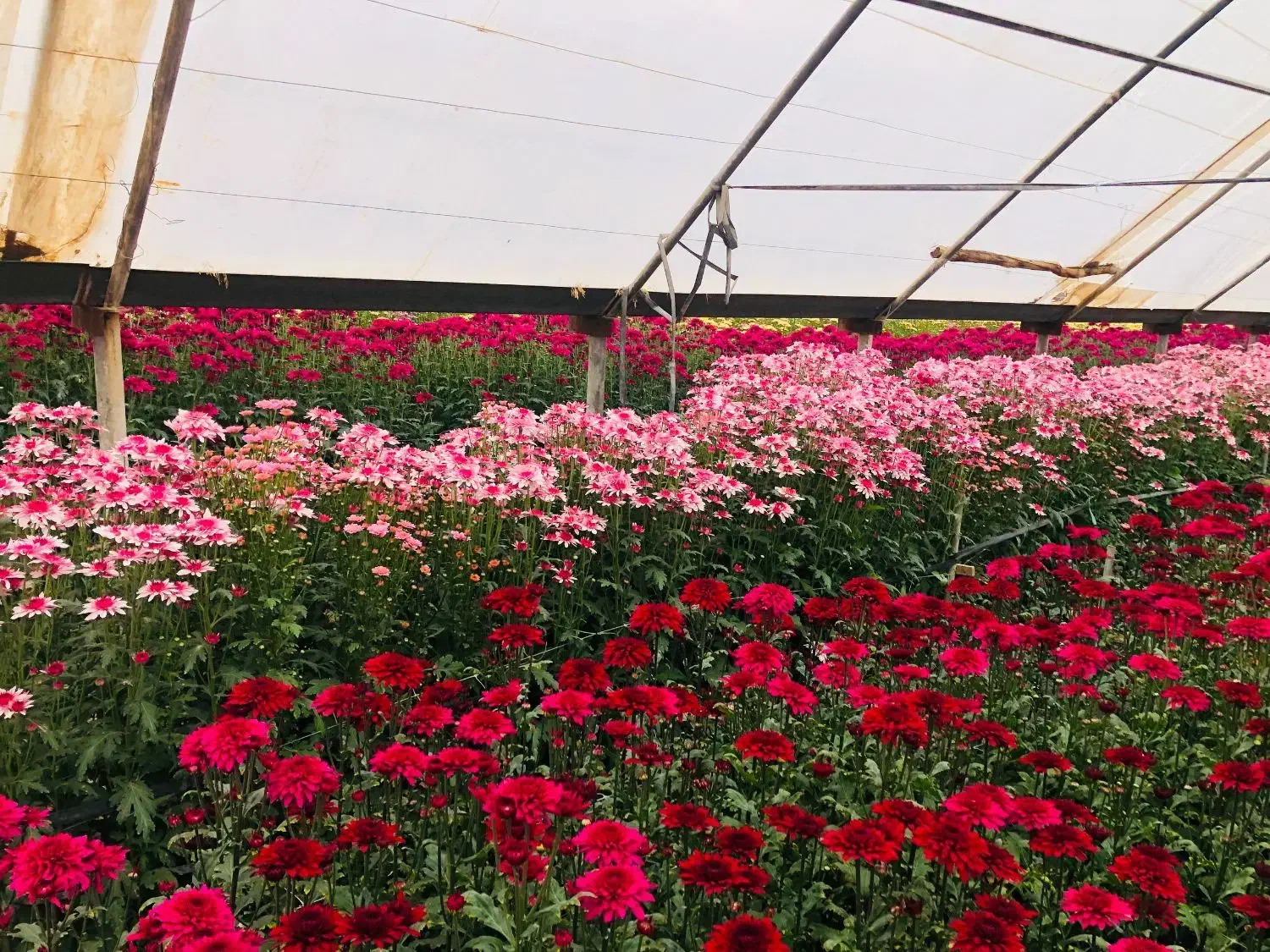 گل داودی به قیمت گلخانه|گل و گیاه طبیعی|پاکدشت, پاکدشت (مامازند)|دیوار