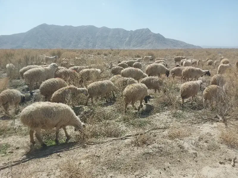 به یک کارگر(چوپان)جهت چرای ۸۰راس گوسفند نیازمندیم|استخدام سرایداری و نظافت|کرمان, |دیوار