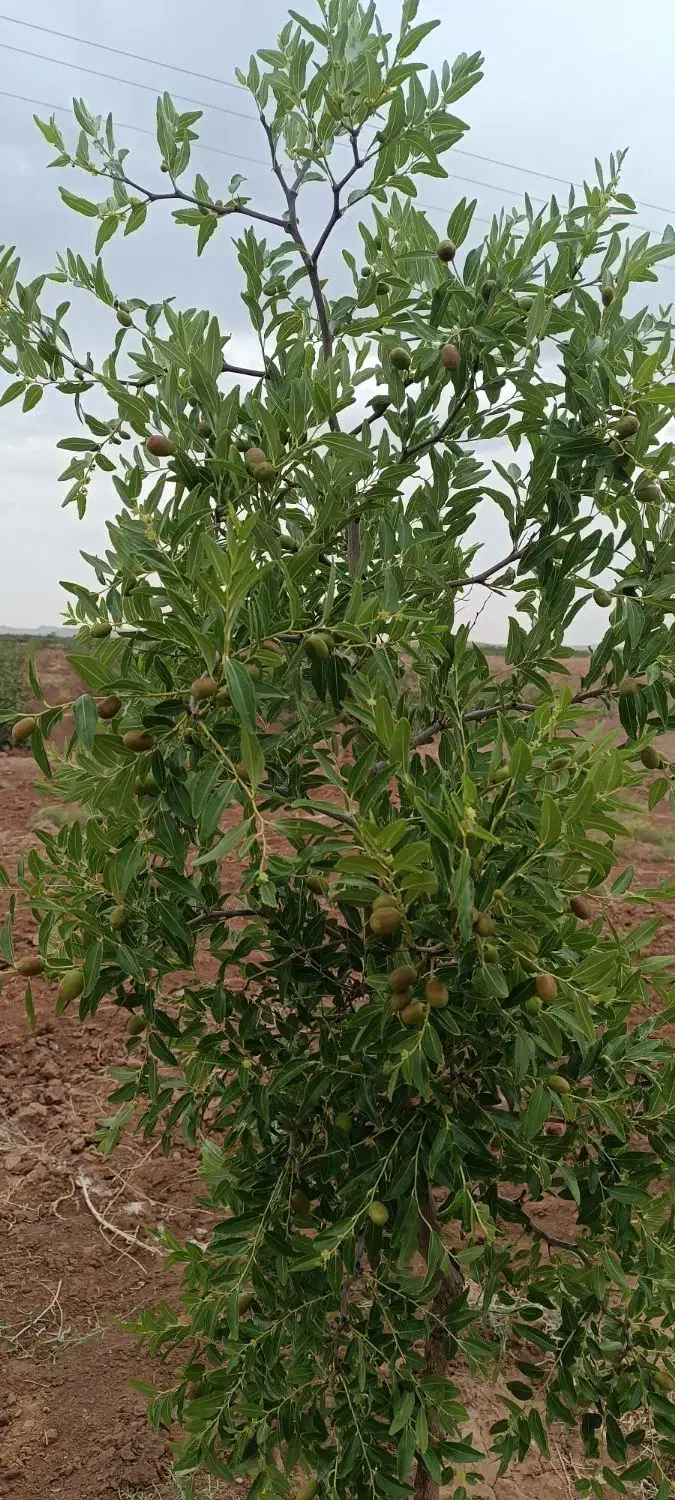 زمین کشاورزی|فروش دفتر صنعتی، کشاورزی، تجاری|بیرجند, |دیوار