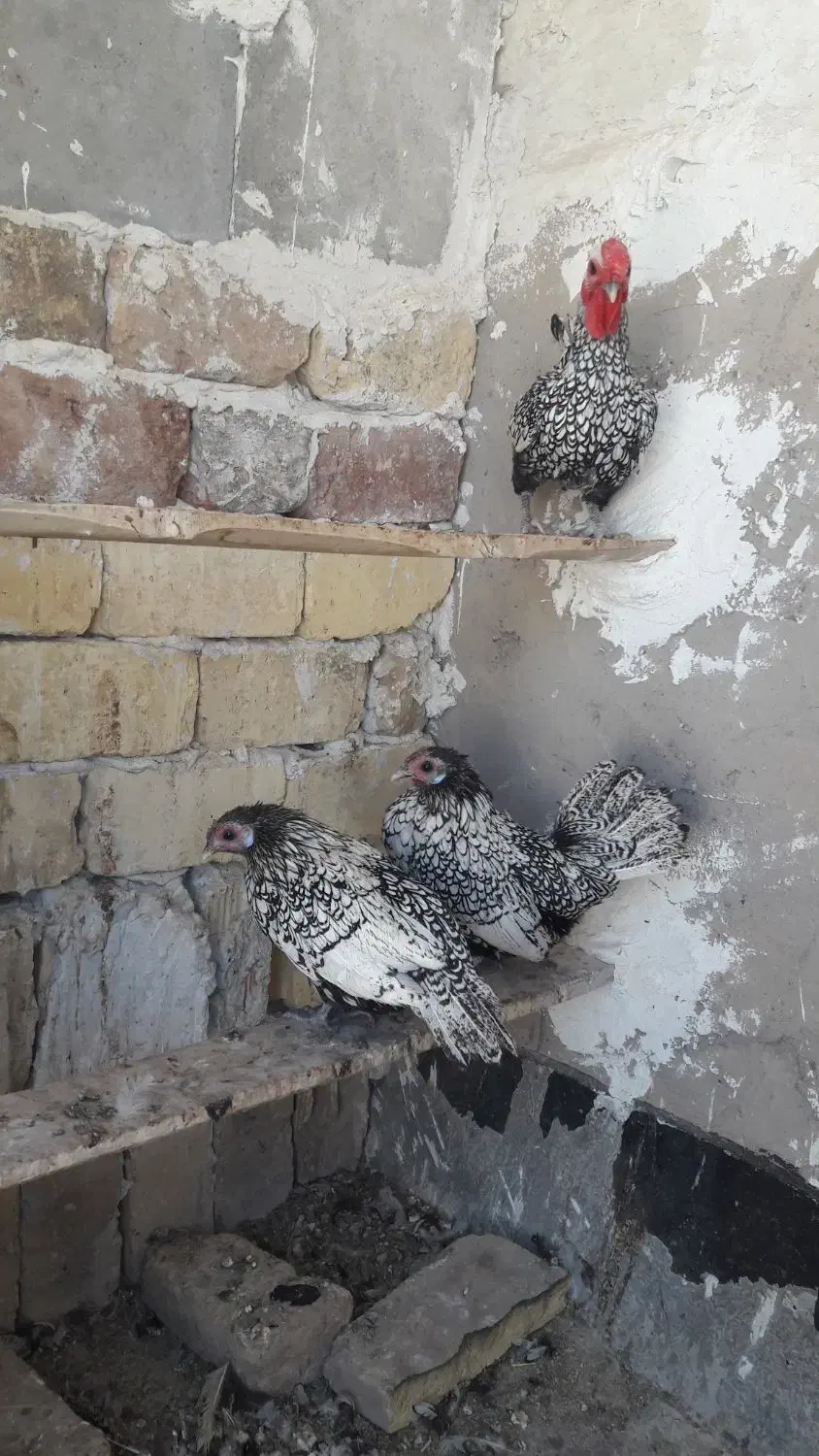 مرغ وخروس|حیوانات مزرعه|کاشان, کلنگه|دیوار