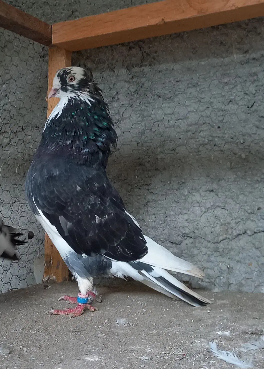 فروش کبوتر|پرنده|کوهیخیل, |دیوار