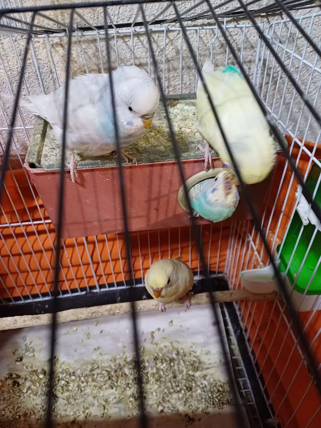 مرغ عشق نرو ماده با جوجه بزرگ شده و قفس کامل|پرنده|کرج, شهرک بنفشه|دیوار