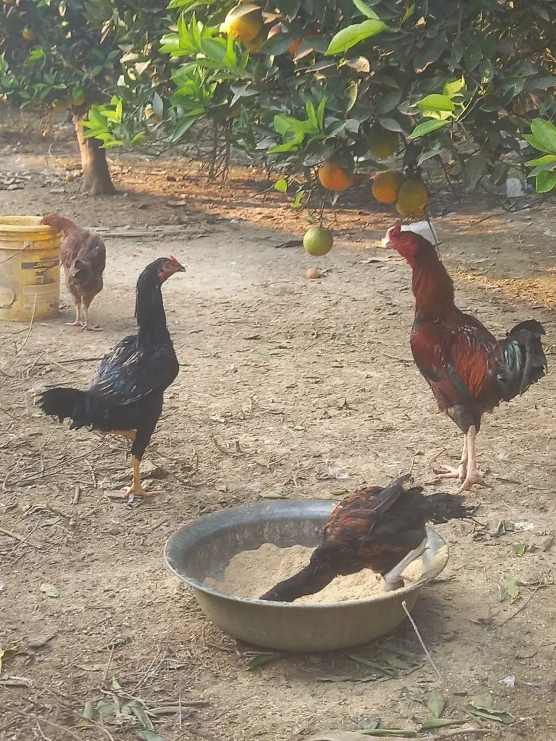 مرغ وخروس لاری|حیوانات مزرعه|بهنمیر, |دیوار