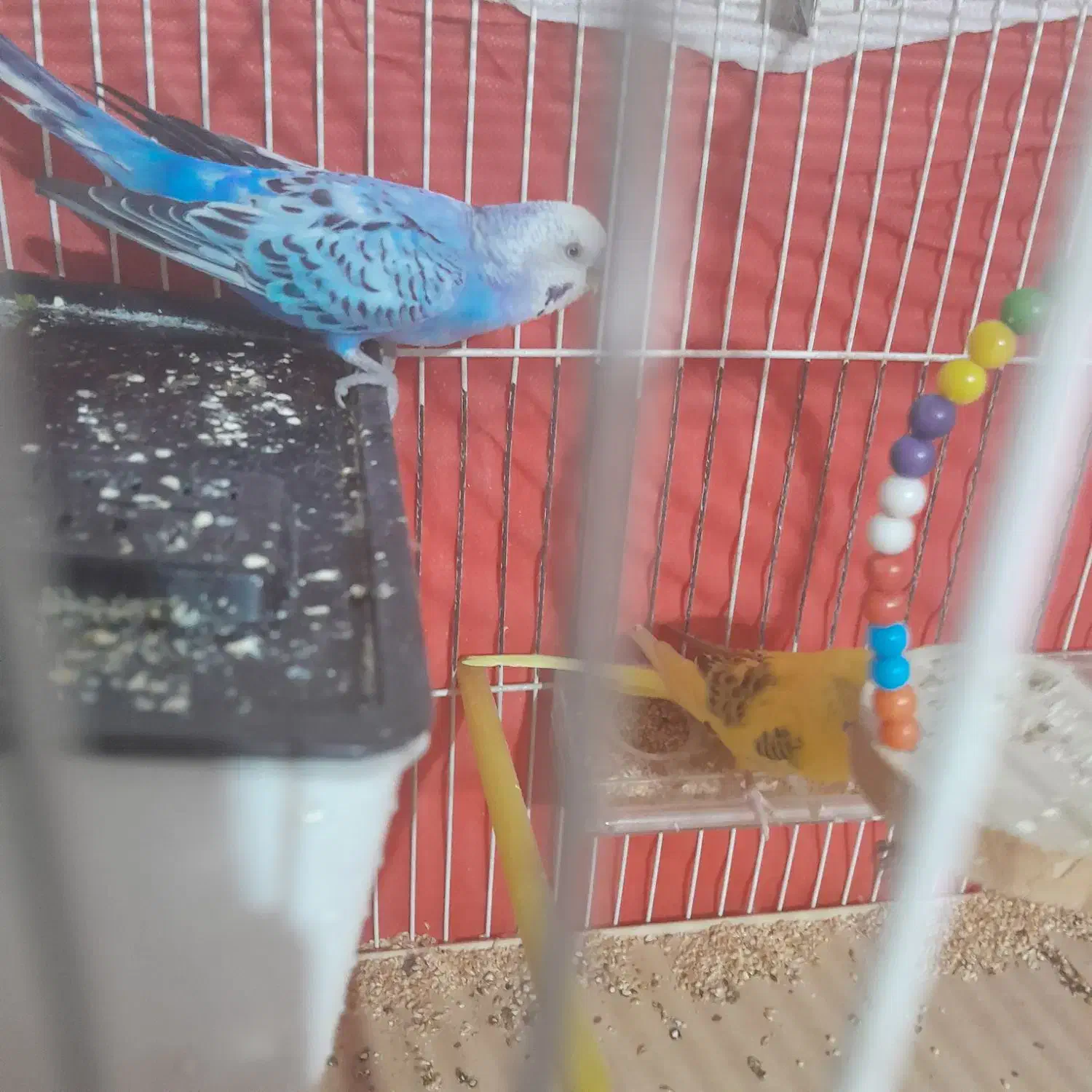 باسلام مرغ عشق تخم کن جفت|پرنده|قزوین, |دیوار