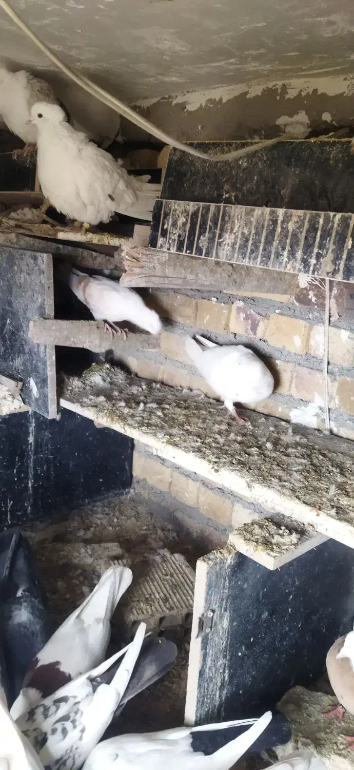 تهرانی خوب|پرنده|دورود, |دیوار