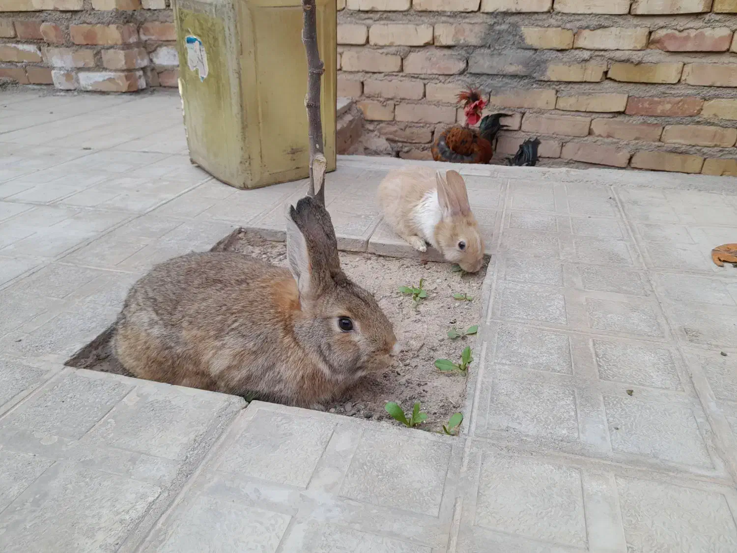 خرگوش|موش و خرگوش|تربت جام, علوی|دیوار