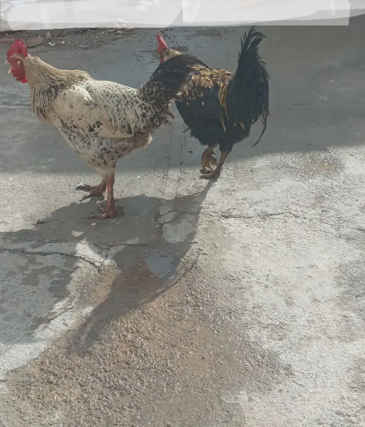 ۲ عدد خروس|حیوانات مزرعه|فیروزآباد (لرستان), |دیوار