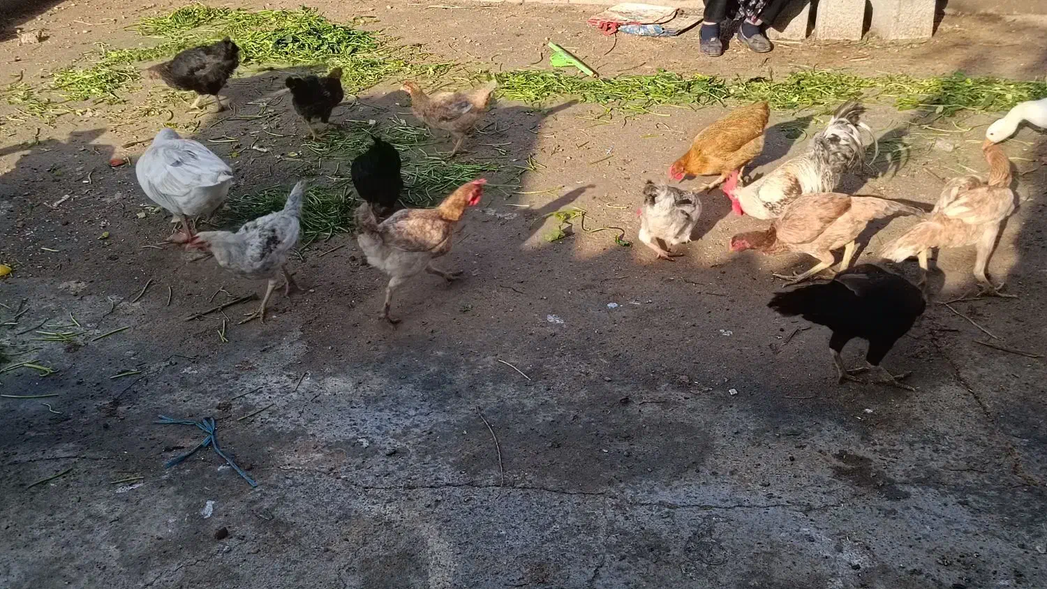 مرغ محلی و غاز|حیوانات مزرعه|دهلران, |دیوار