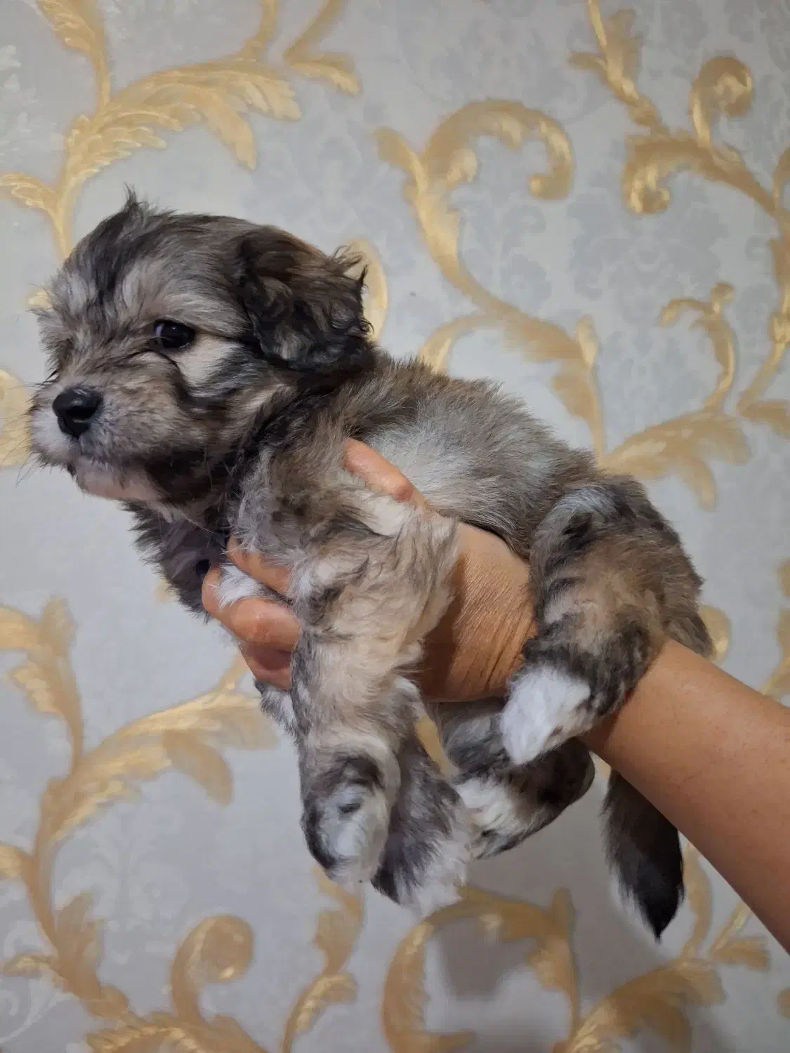 واگذاری توله سگ ۷۰ روزه|سگ|تهران, افسریه شمالی|دیوار