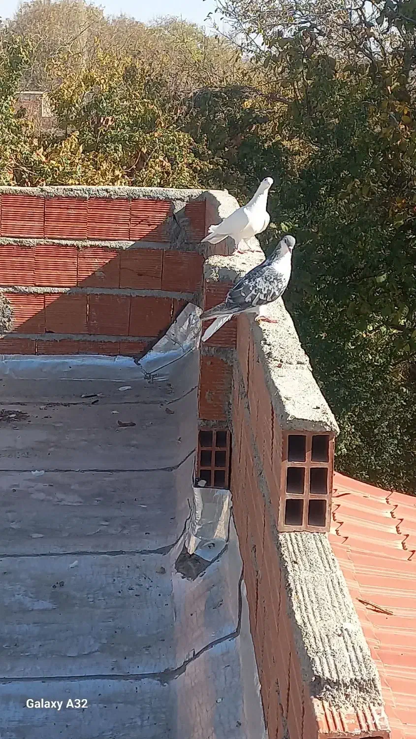 ۵تا کبوتر فروشی|پرنده|بجنورد, |دیوار