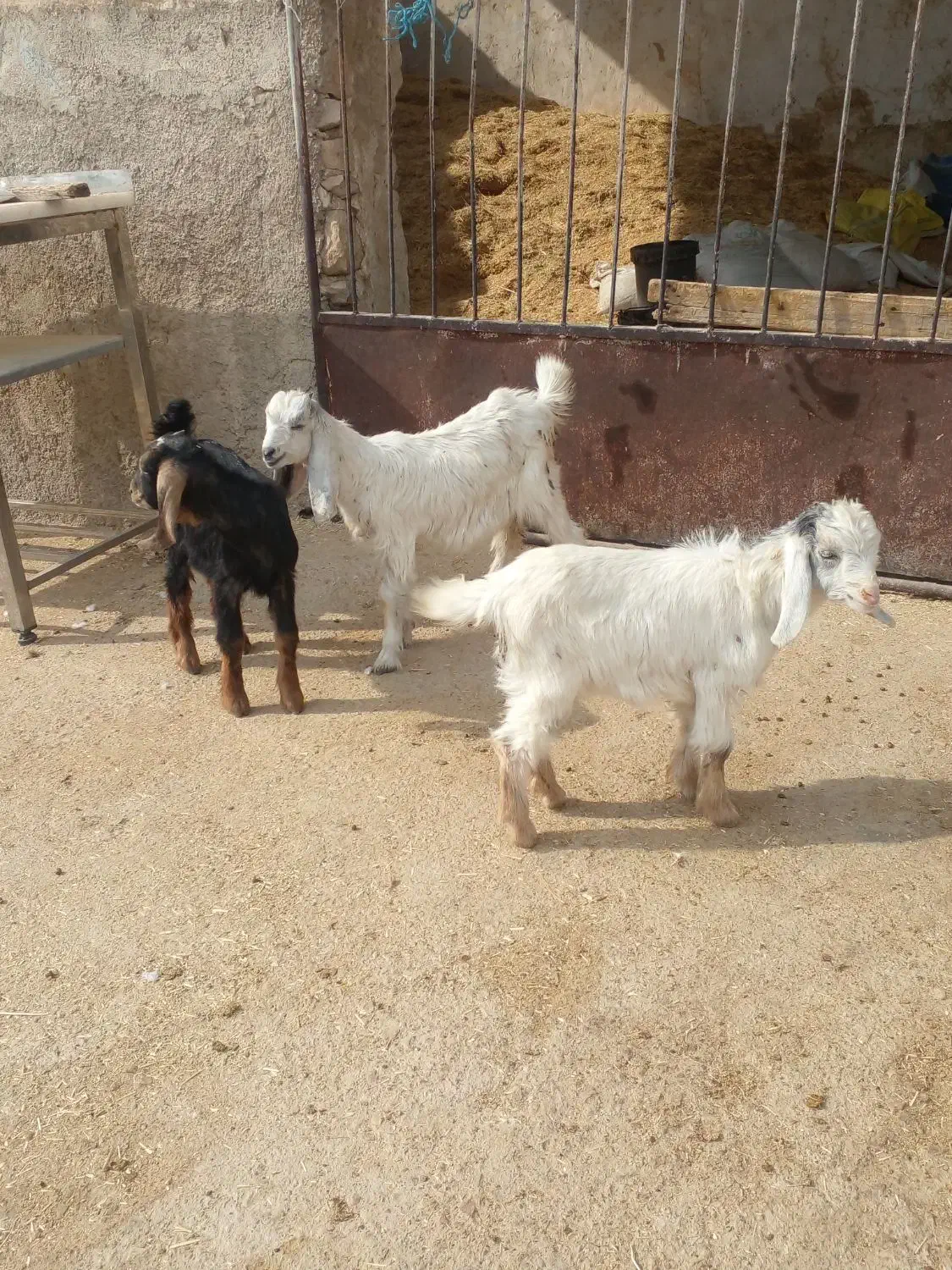 ۳ تا کهره شیری خوراک خور|حیوانات مزرعه|کازرون, |دیوار