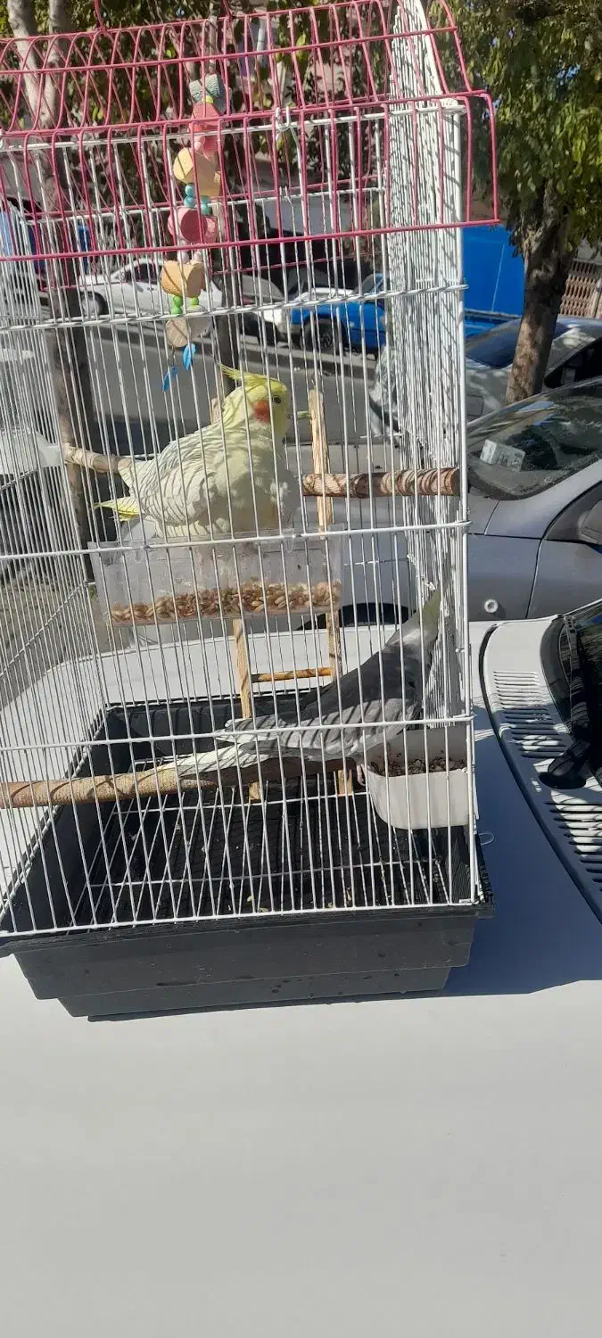 عروس هلندی|پرنده|ملایر, |دیوار