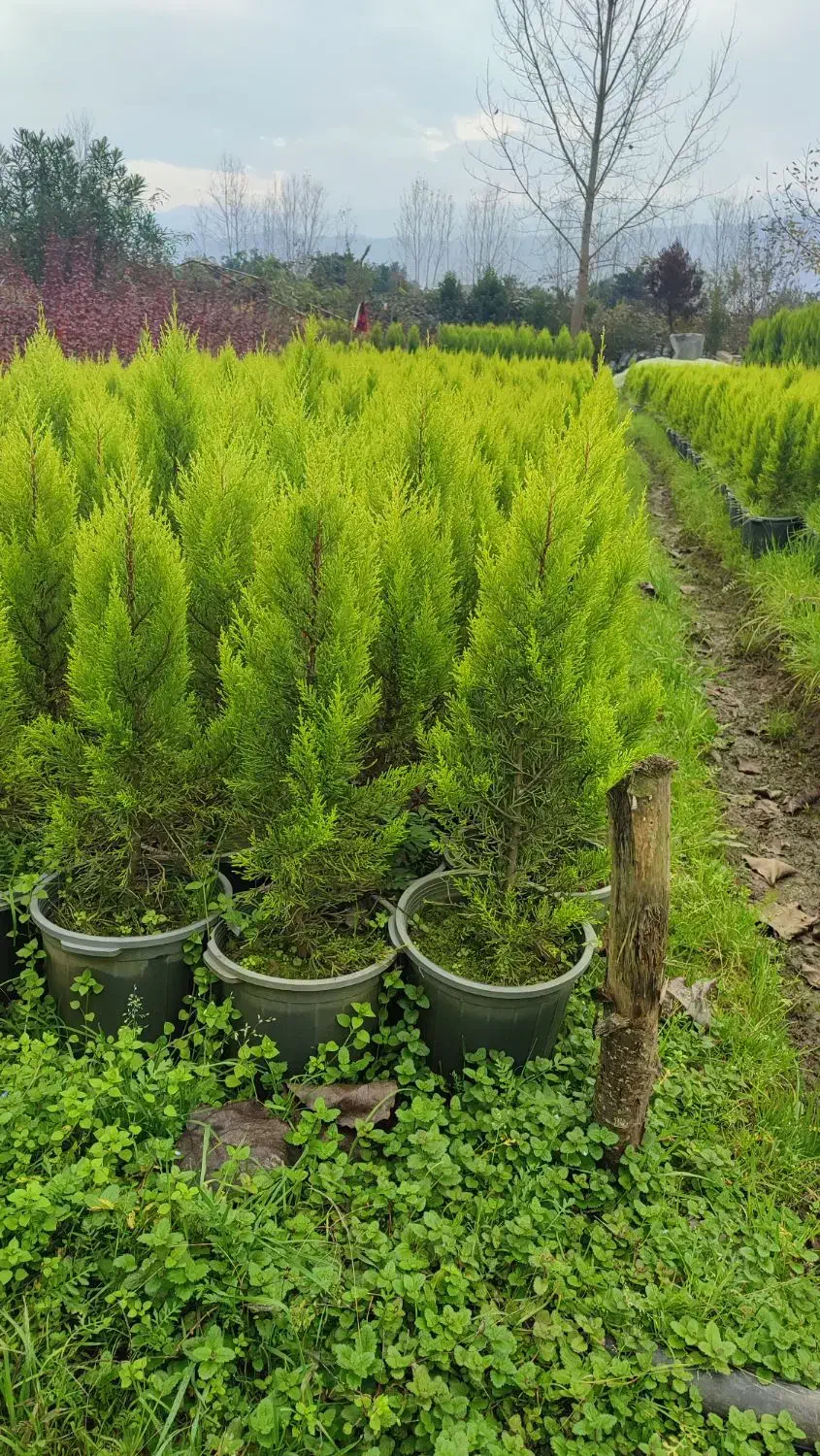 گل و گیاه بیرونی|خدمات باغبانی و درختکاری|عباس‌آباد, |دیوار