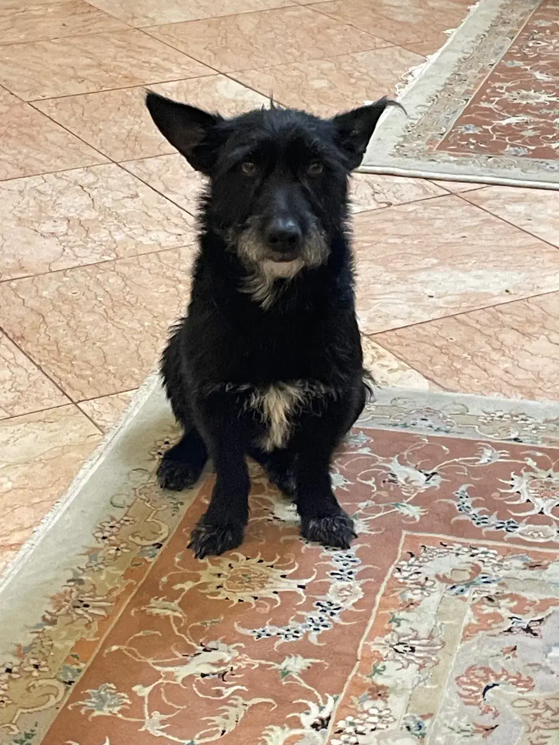 پیدا شده|حیوانات|بهارستان, |دیوار